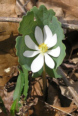 Bloodroot (photo by Dianne Machesney)