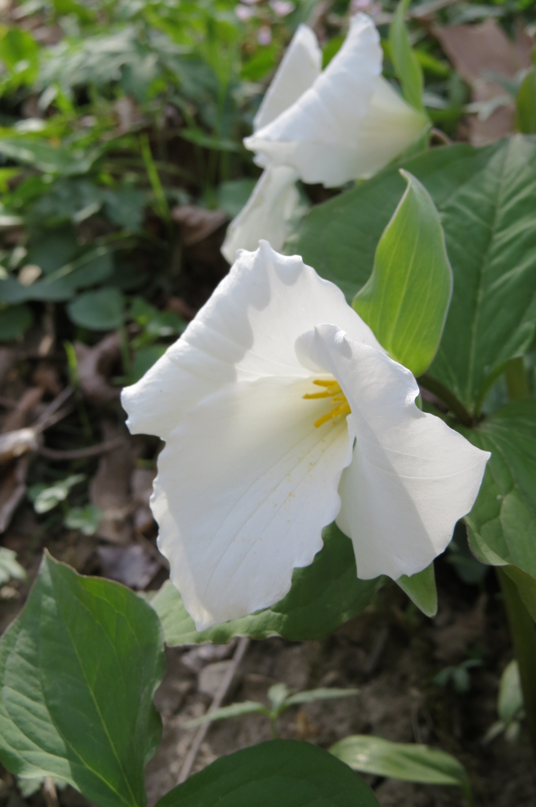 Grandiflora Trillium