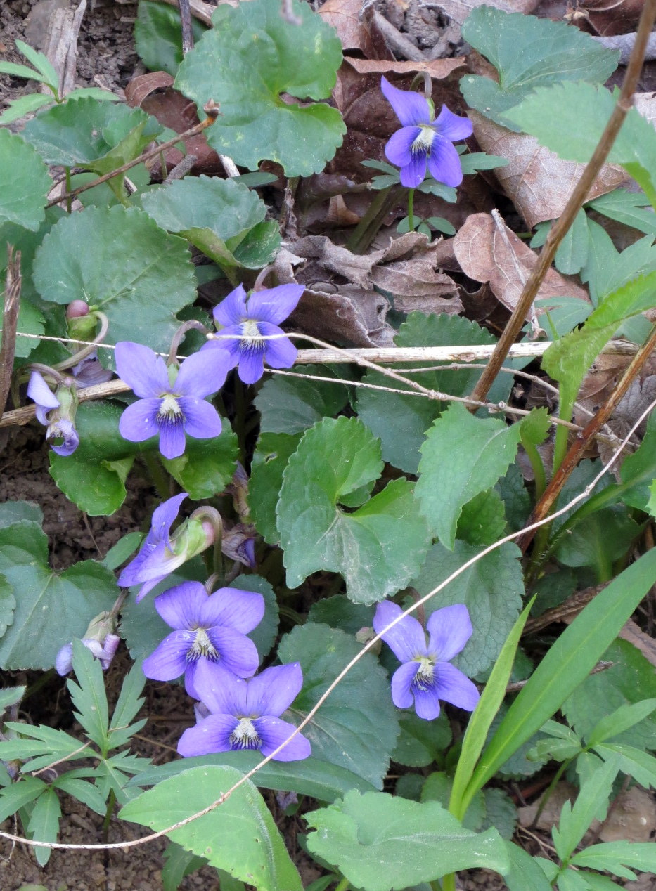 Common Blue Violet