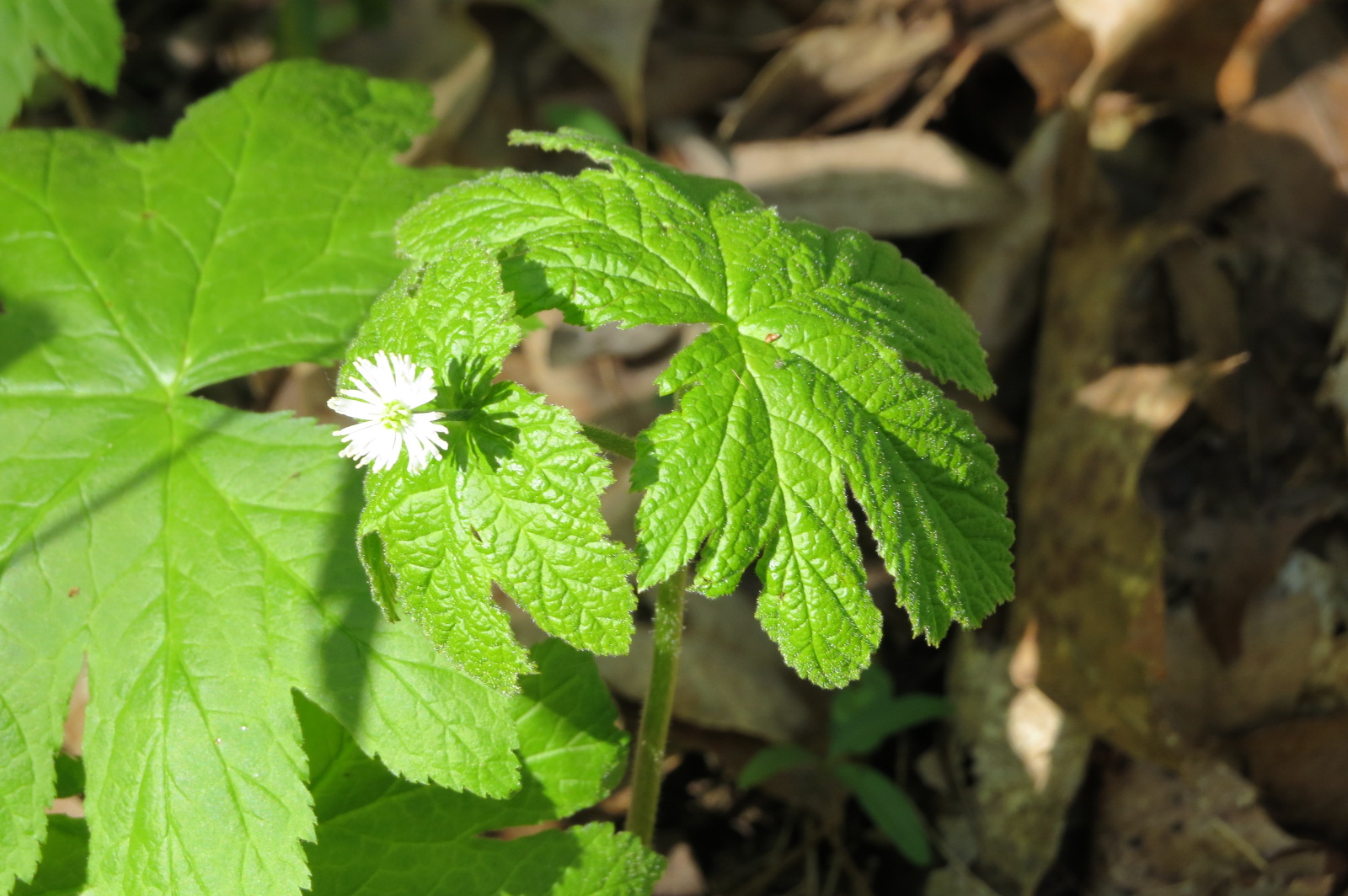 Goldenseal