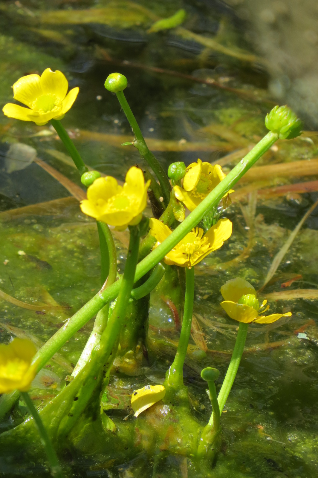 Yellow Water Crowsfoot