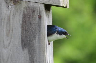 Tree Swallow