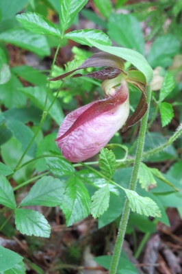 Pink Lady Slipper