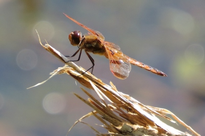 Painted skimmer