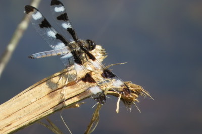 12 spotted skimmer