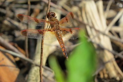 Painted skimmer