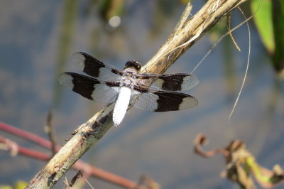 Common Whitetail