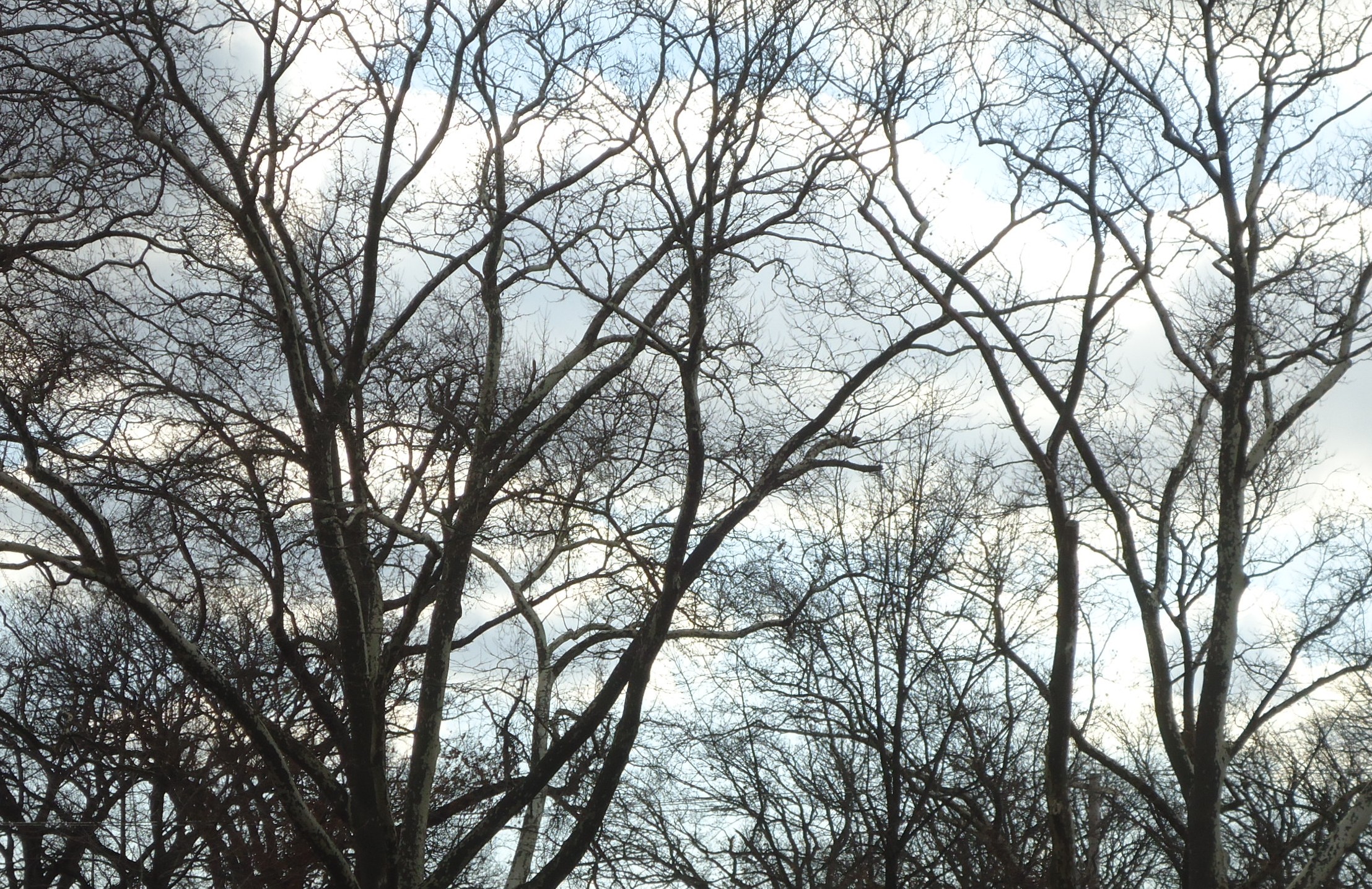 bare_trees_and_clouds_and_sky_in_december_in_nj
